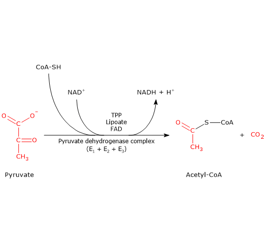 Disposal of pyruvate under aerobic conditions