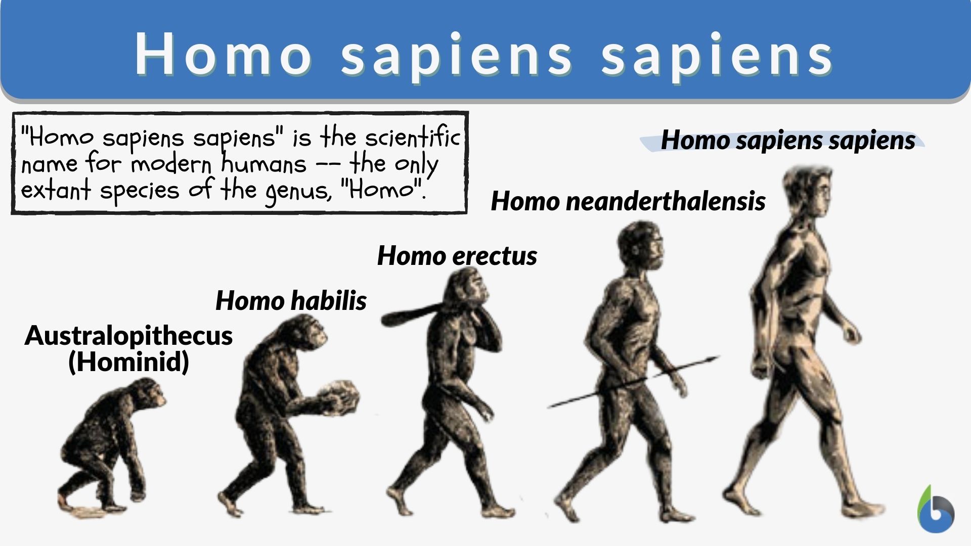 homo erectus evolution chart