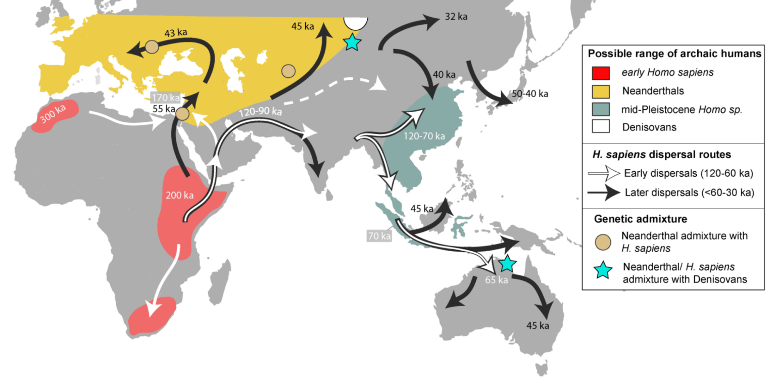 Homo sapiens sapiens - Definition and Examples - Biology Online Dictionary