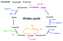 Glycolysis - Definition and Examples - Biology Online Dictionary