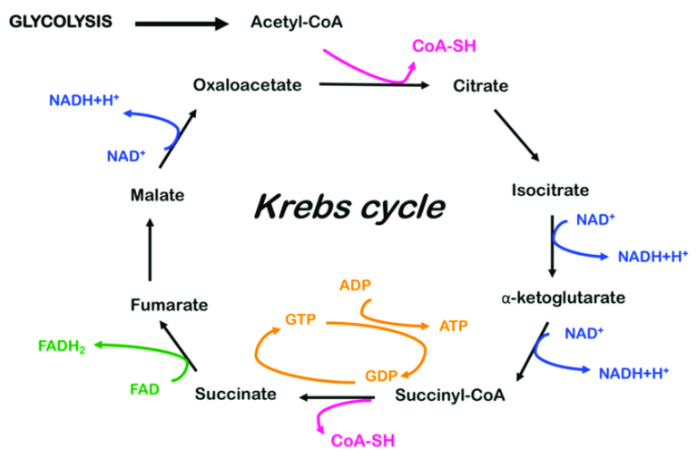 Glycolysis - Definition and Examples - Biology Online Dictionary