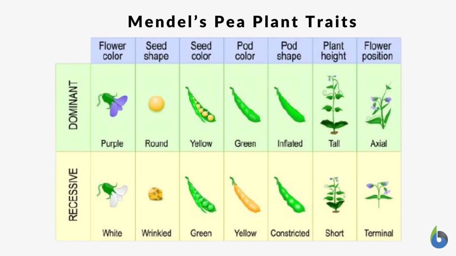 Traits - Definition And Examples - Biology Online Dictionary