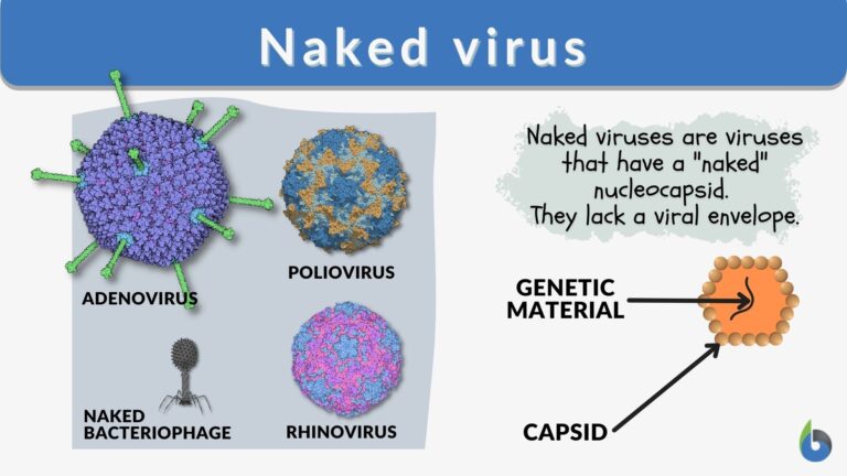 naked-virus-definition-and-examples-biology-online-dictionary