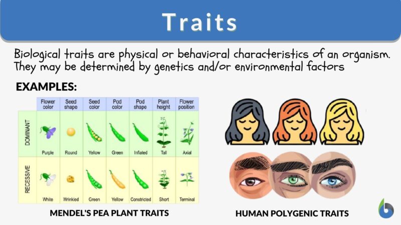 Traits - Definition and Examples - Biology Online Dictionary