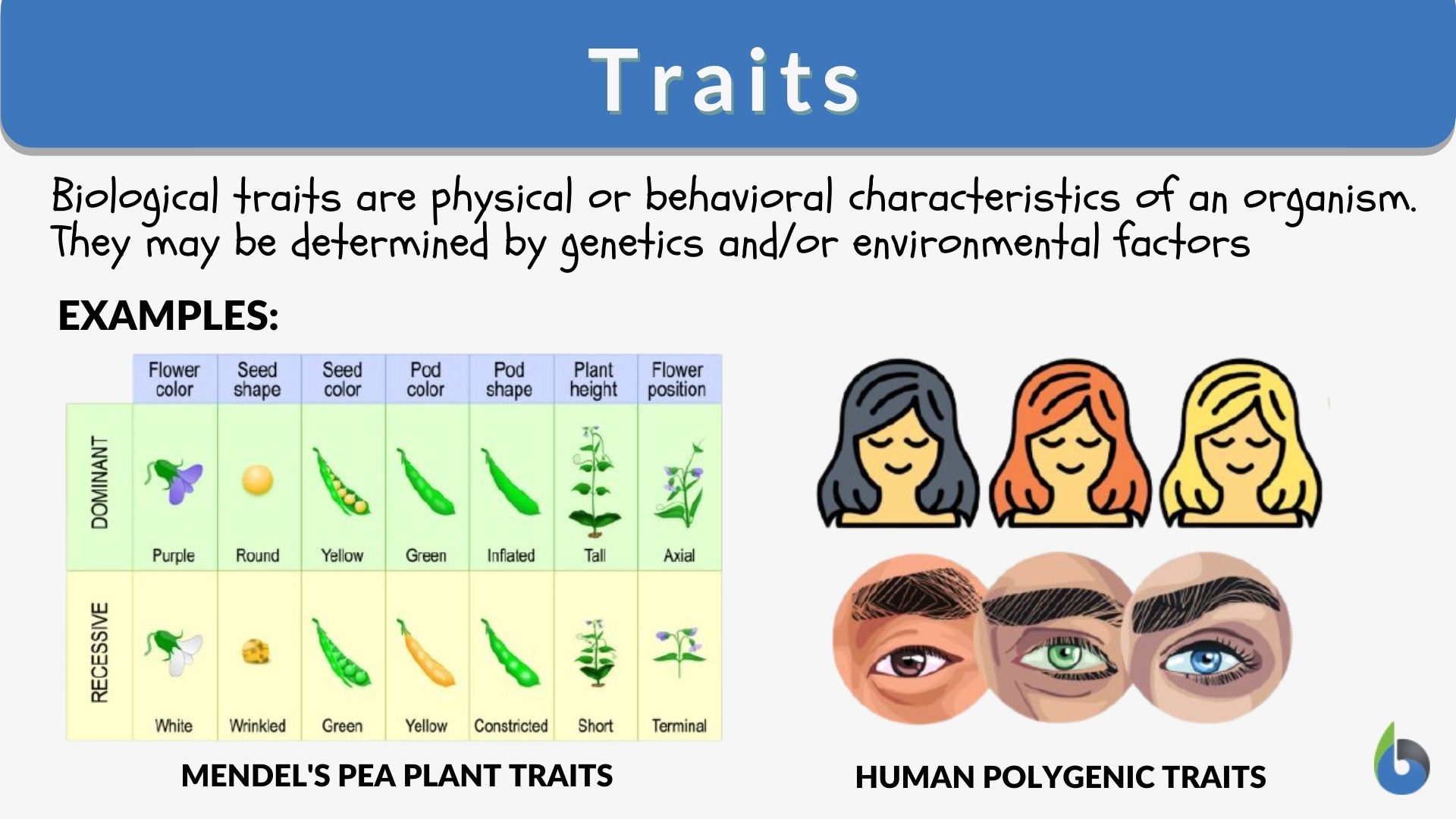 traits-definition-and-examples-biology-online-dictionary