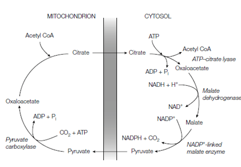 Transport of Acetyl CoA from mitochondria to cytosol