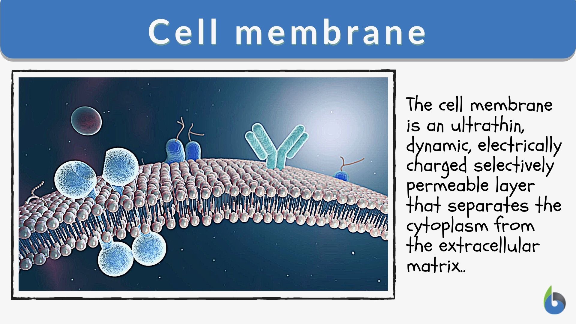 cell-membrane-definition-and-examples-biology-online-dictionary