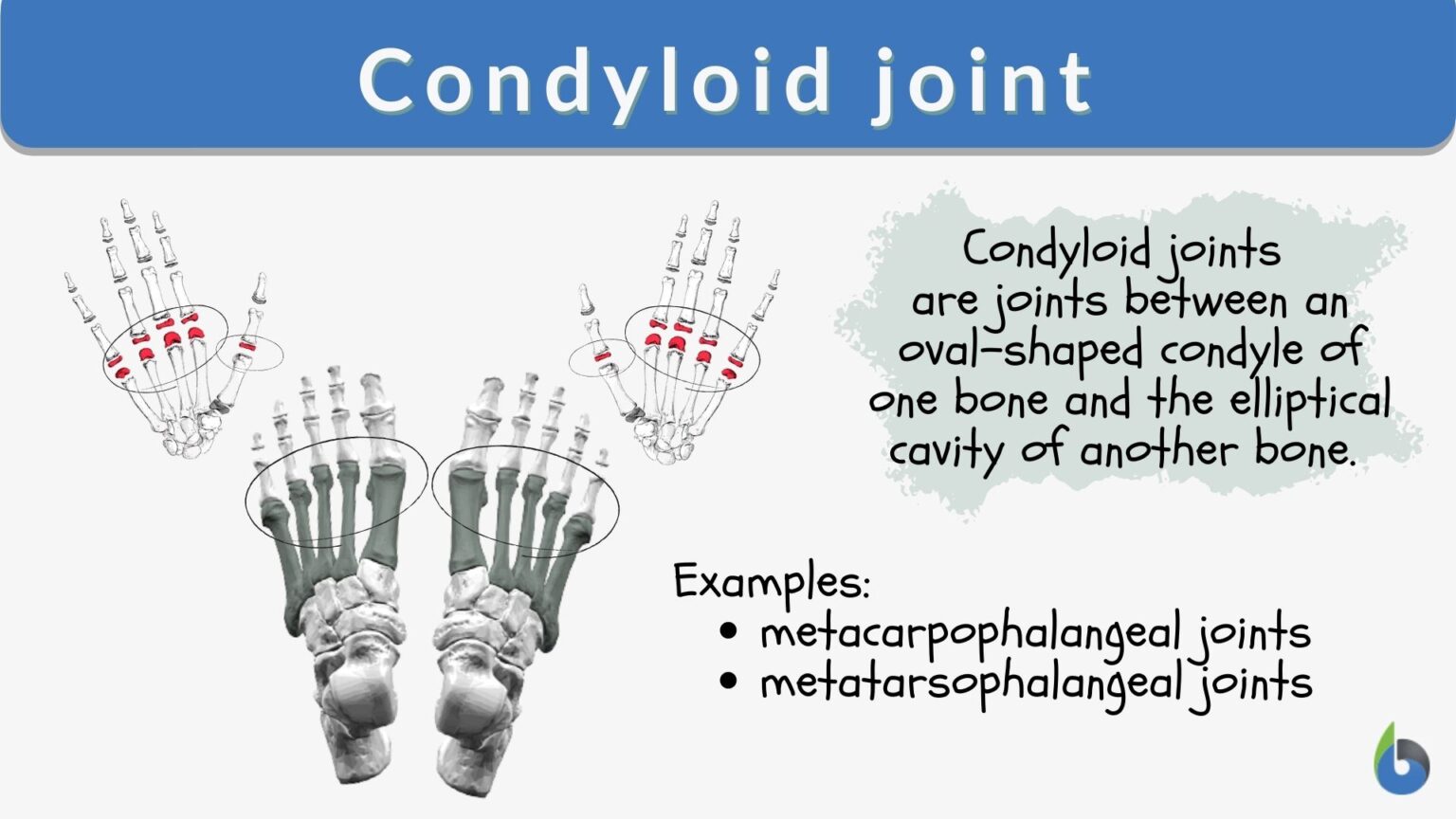 condyloid-joint-definition-and-examples-biology-online-dictionary