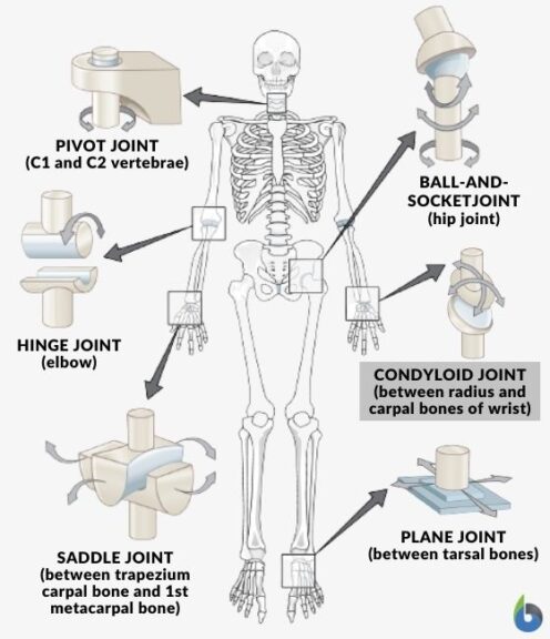 condyloid-joint-definition-and-examples-biology-online-dictionary