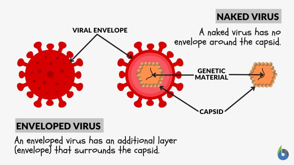 virus examples