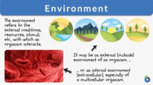 environment definition and examples