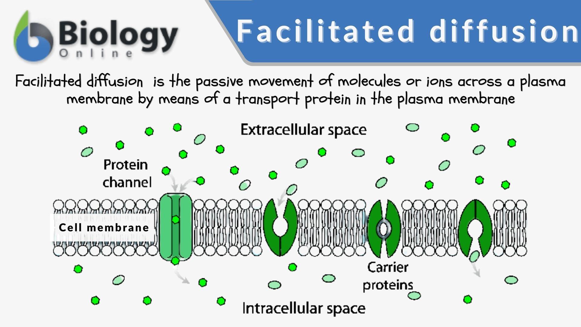 Facilitated Diffusion Diagram