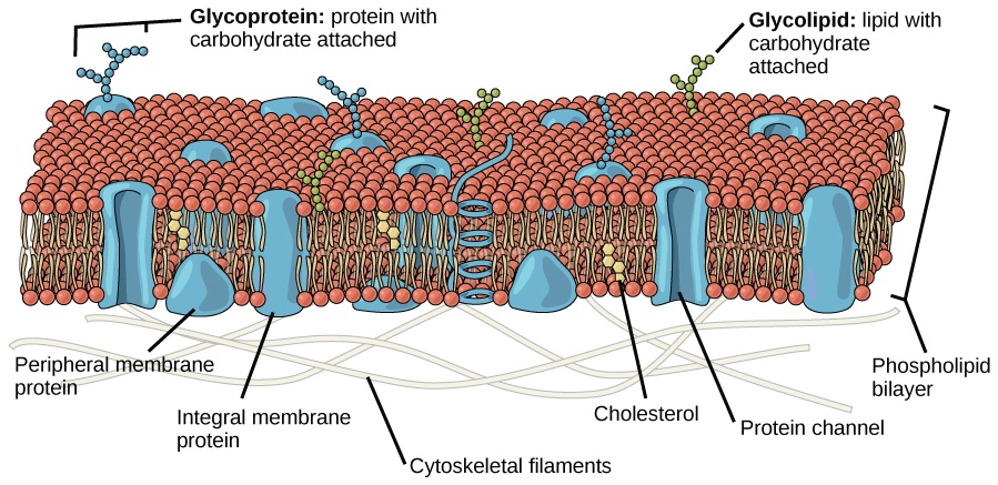 human cell wall structure