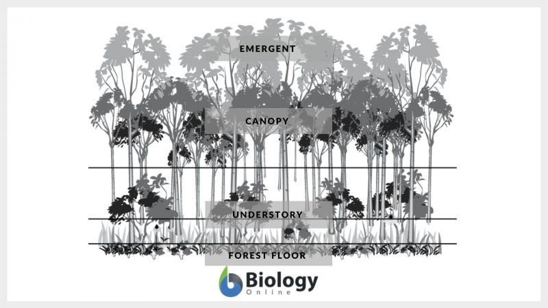 biome-definition-and-examples-biology-online-dictionary