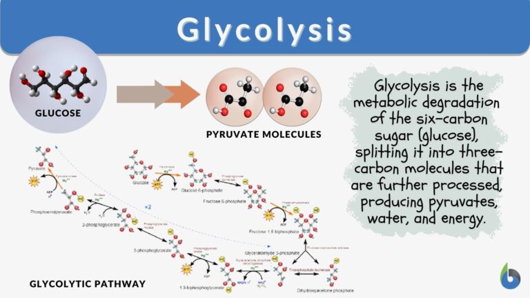 Glycolysis - Definition and Examples - Biology Online Dictionary