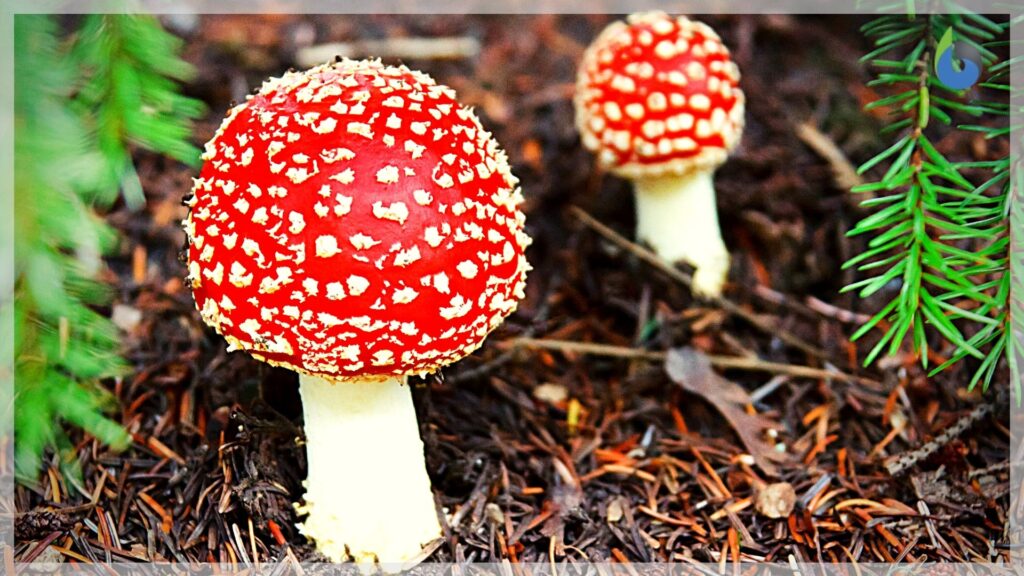 What Type Of Heterotrophic Organism Are Fungi