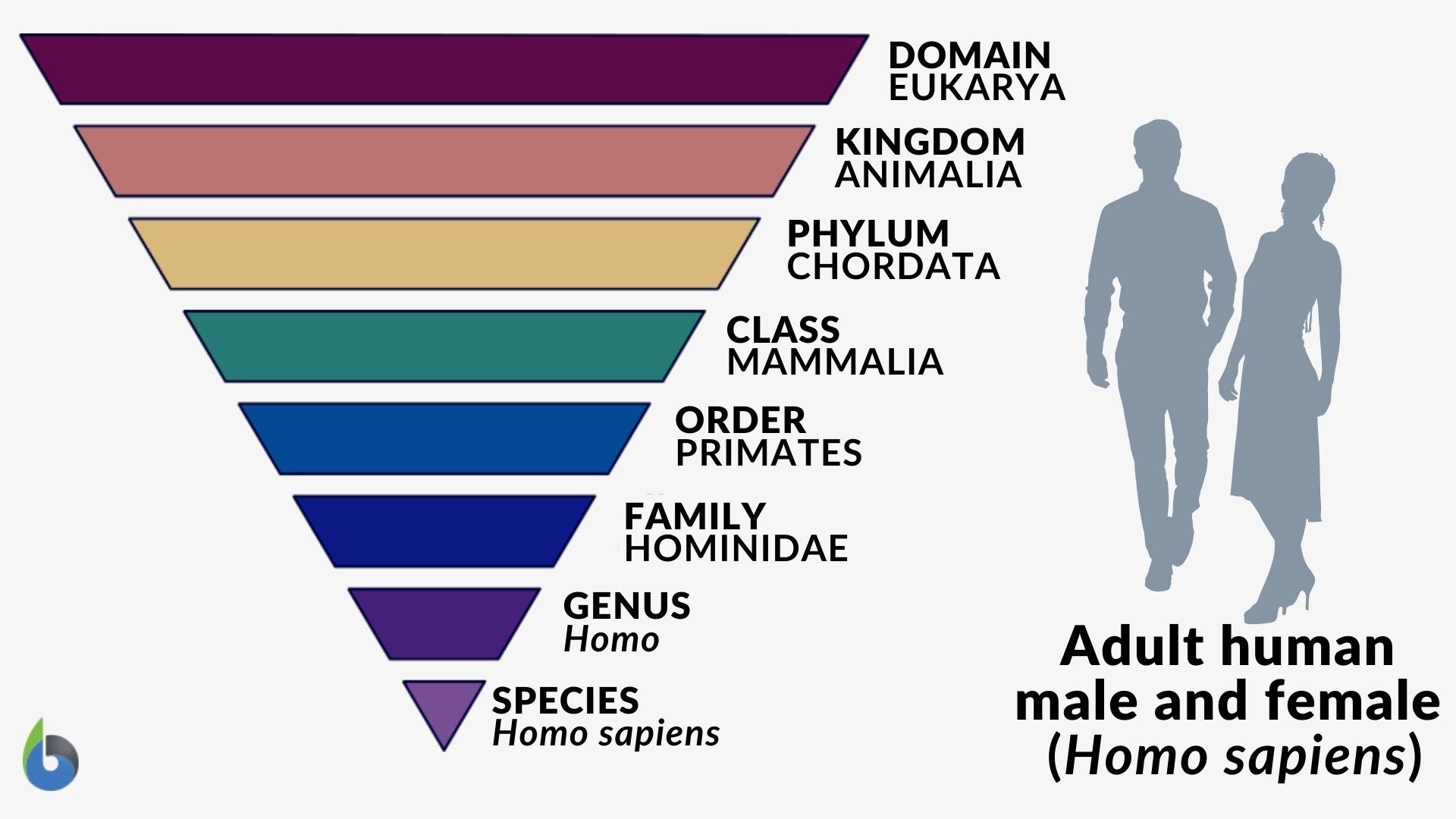 the taxonomic hierarchy diagram
