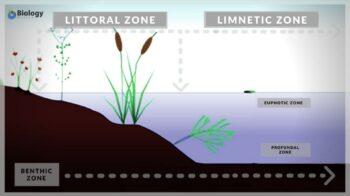 Biome - Definition and Examples - Biology Online Dictionary