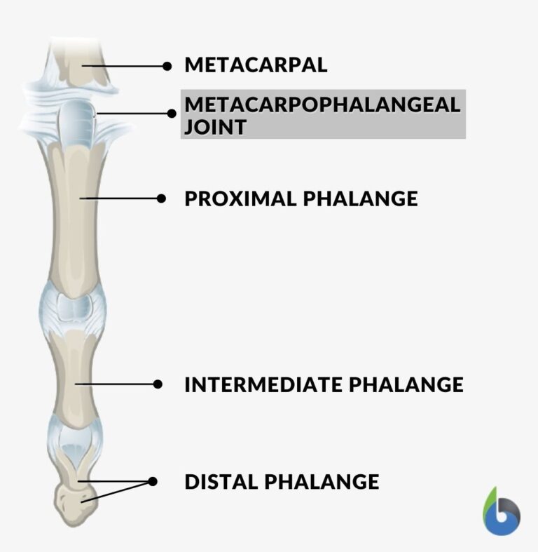 What Is Condyloid Joint In Medical Terms