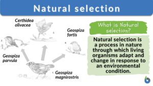 natural selection - definition and example