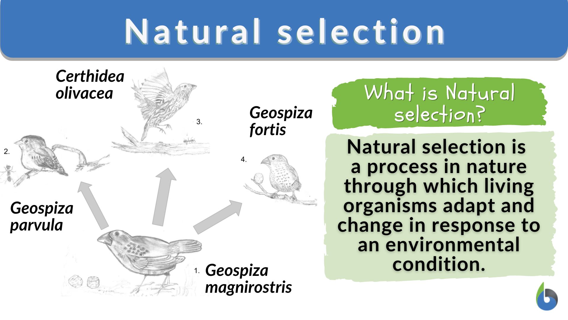 hypothesis for natural selection