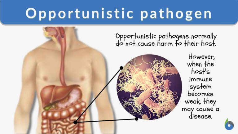 opportunistic-pathogen-definition-and-examples-biology-online