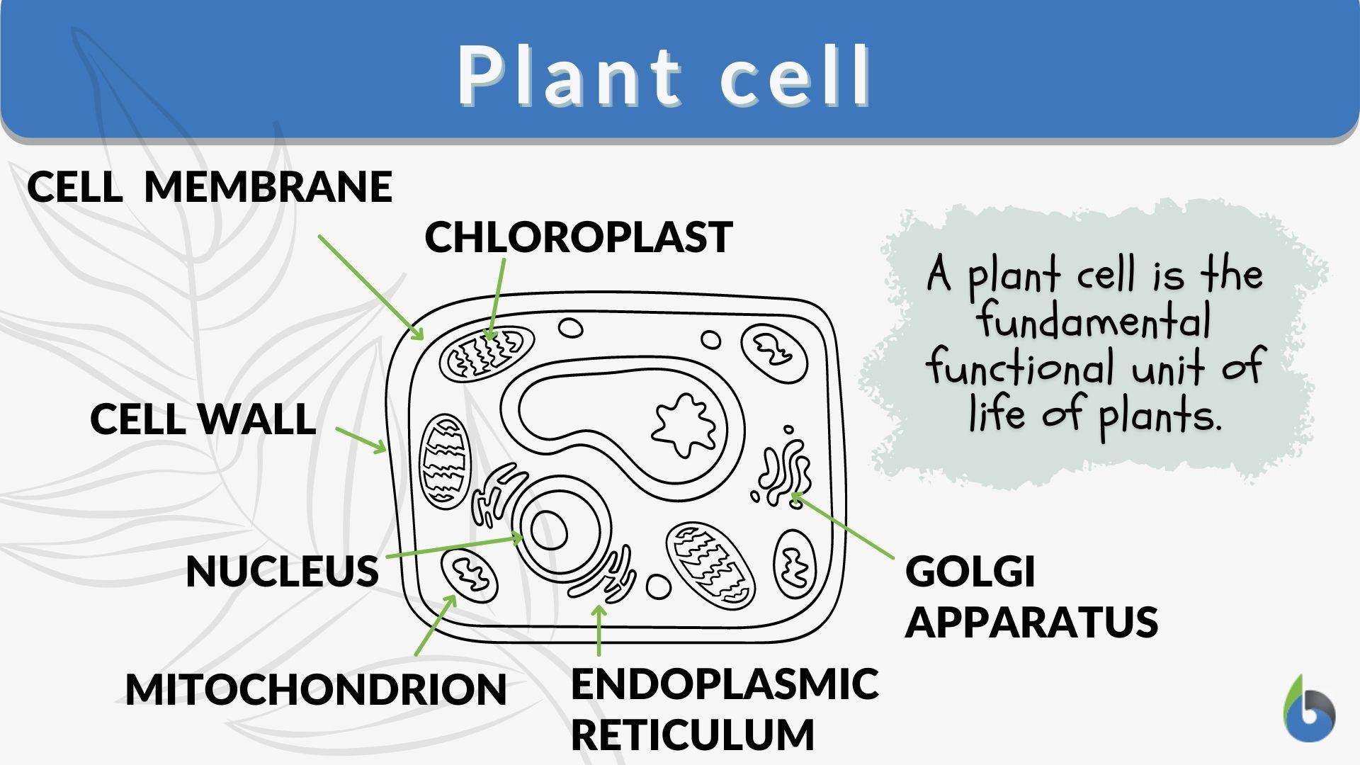 plant cell golgi body