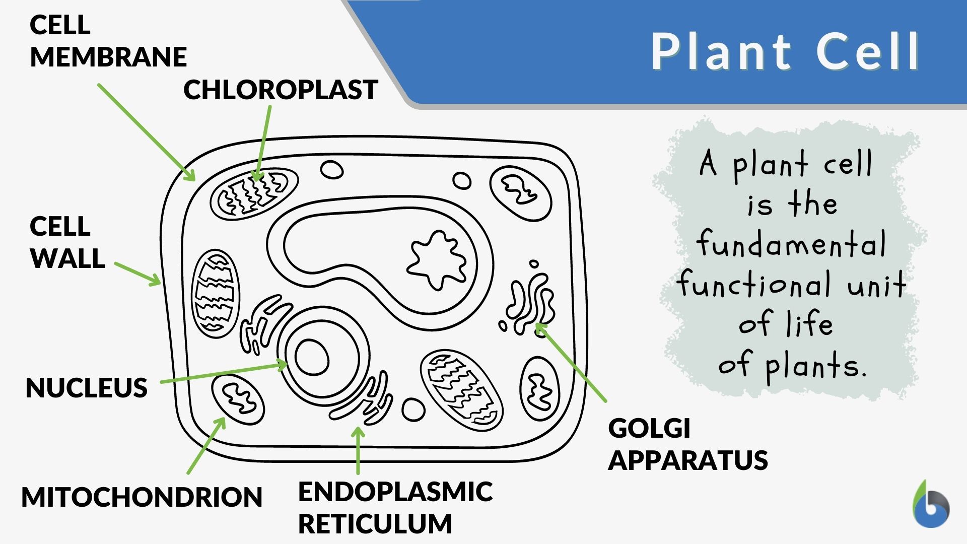 Plant cell - Definition and Examples - Biology Online Dictionary Pertaining To Plant Cell Coloring Worksheet