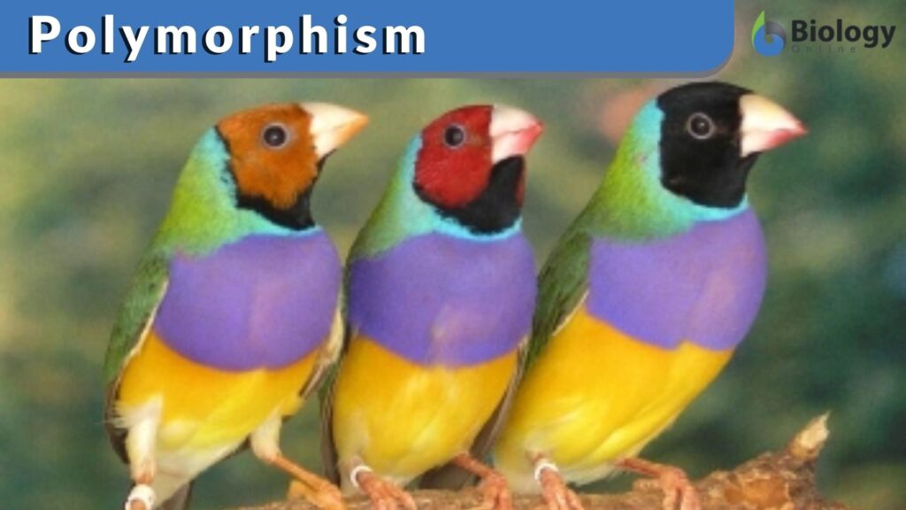 polymorphism-definition-and-examples-biology-online-dictionary