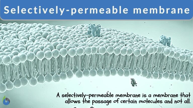 selectively-permeable-membrane-definition-and-examples-biology