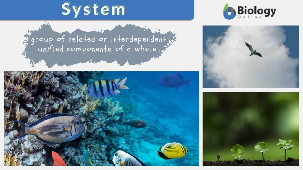 System - Definition And Examples - Biology Online Dictionary