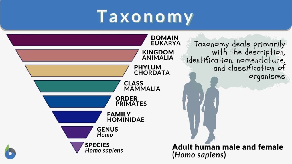 Taxonomy Definition, Examples, Classification Biology Online Dictionary