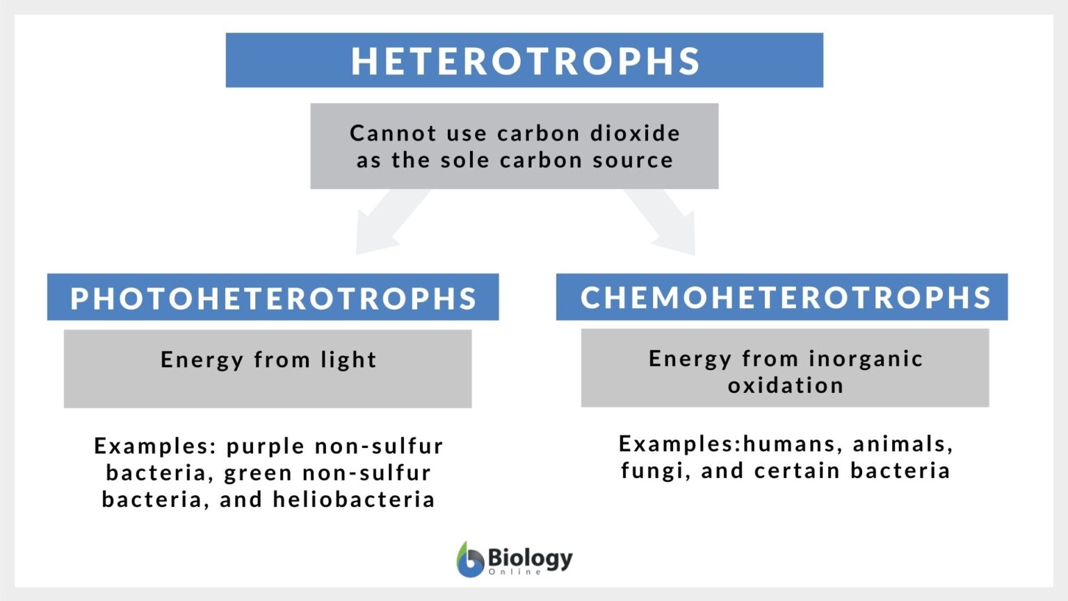 Heterotroph Definition And Examples Biology Online Dictionary 