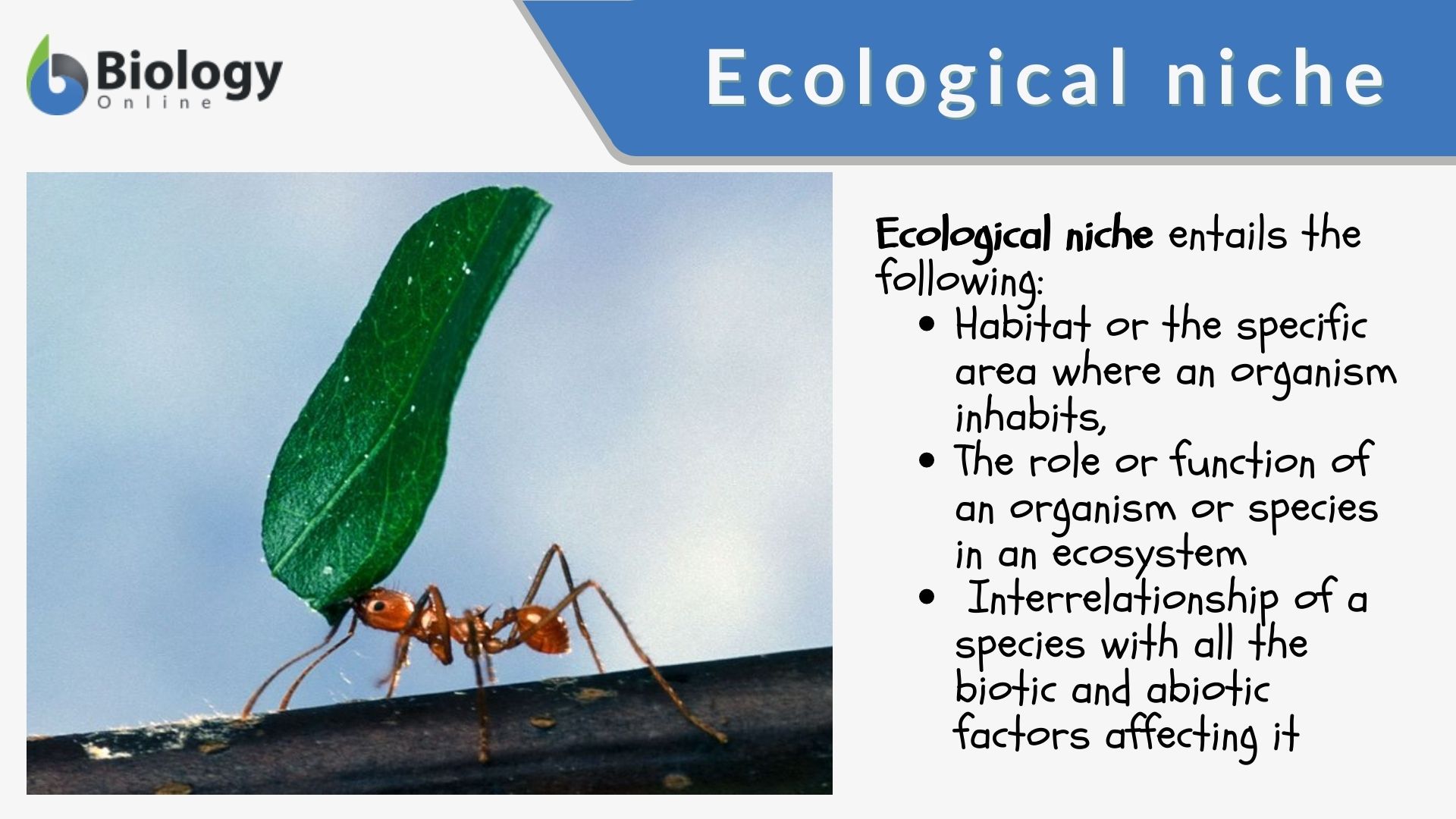 Ecological Niche Diagram