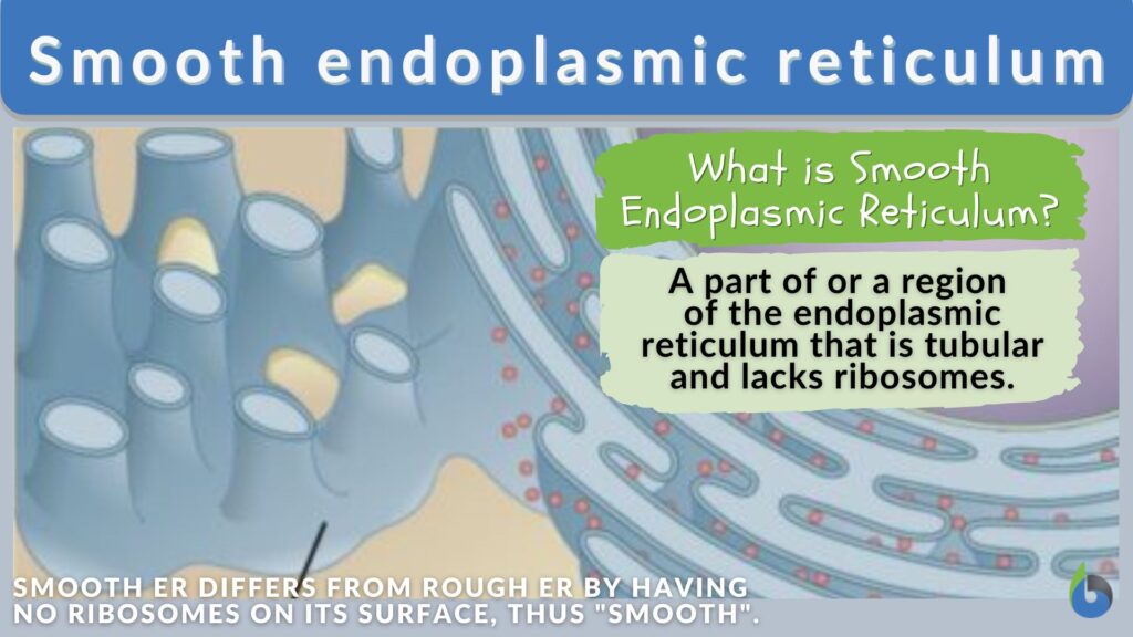 Smooth endoplasmic reticulum - Definition and Examples - Biology Online ...