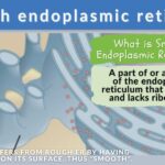 Smooth endoplasmic reticulum - Definition and Examples - Biology Online ...