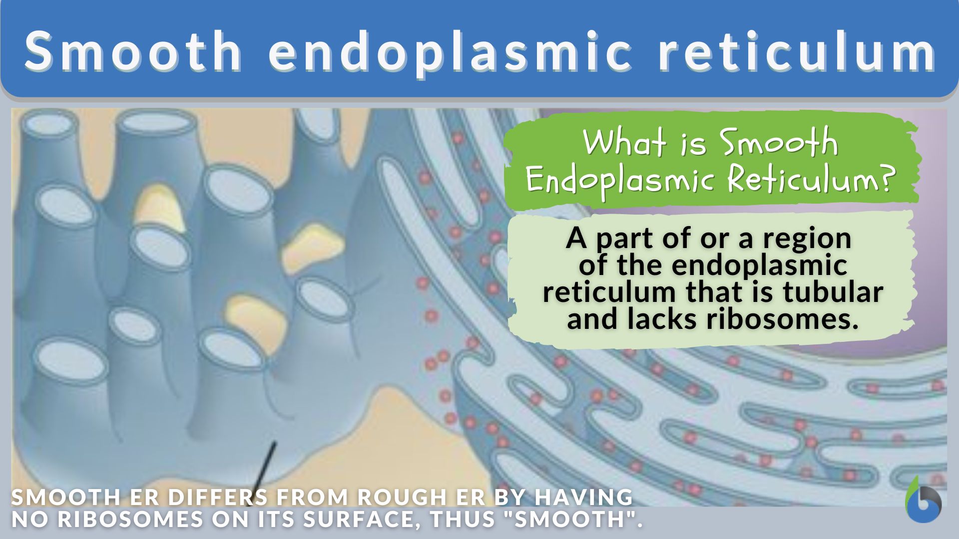 endoplasmic reticulum of a cell