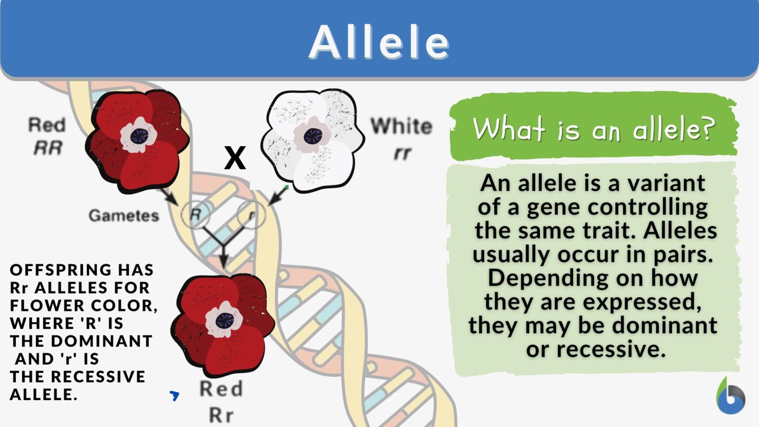 Allele Definition And Examples Biology Online Dictionary 1688