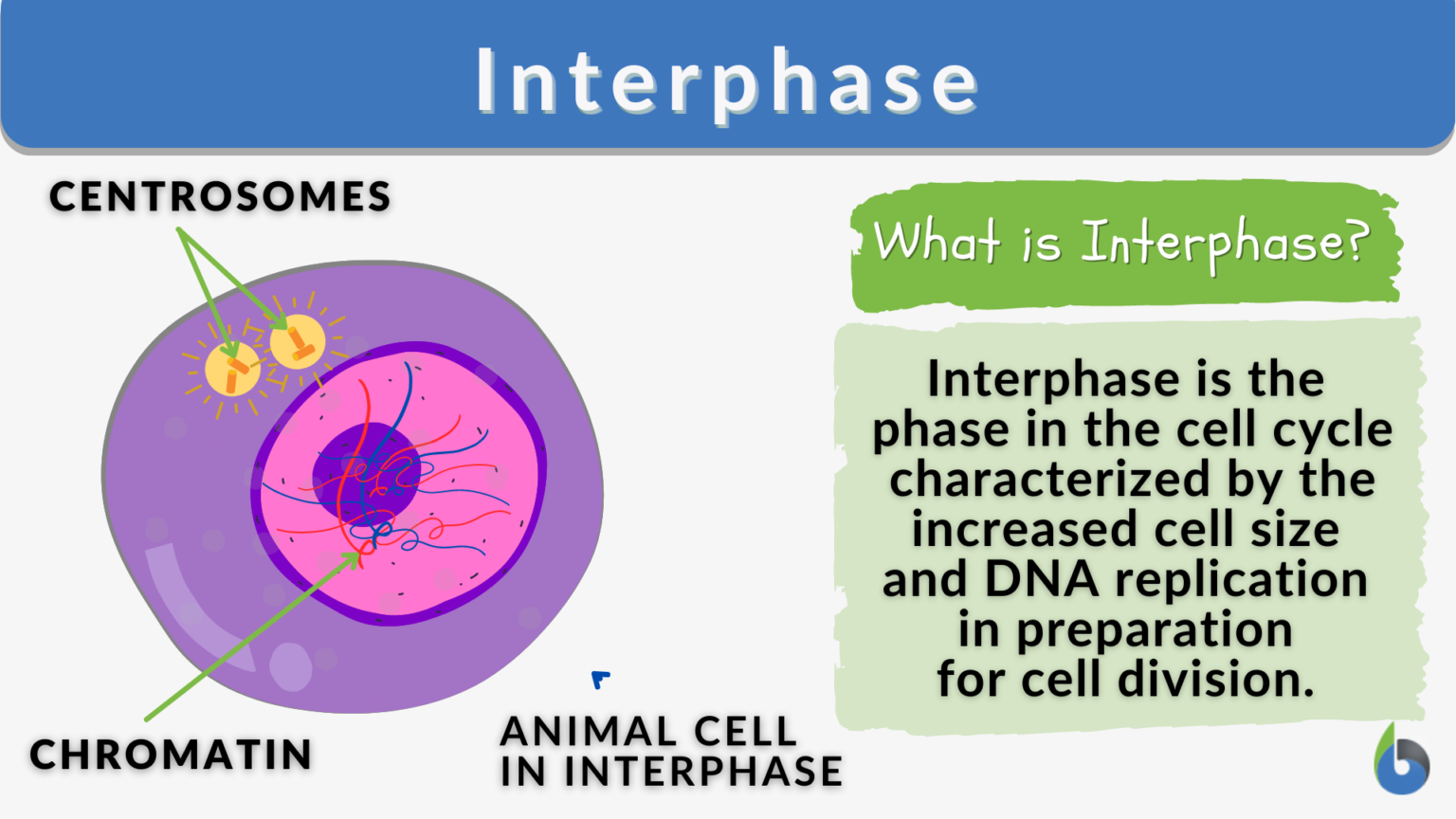 Interphase Definition And Examples Biology Online Dictionary   Interphase Definition And Example 1536x864 