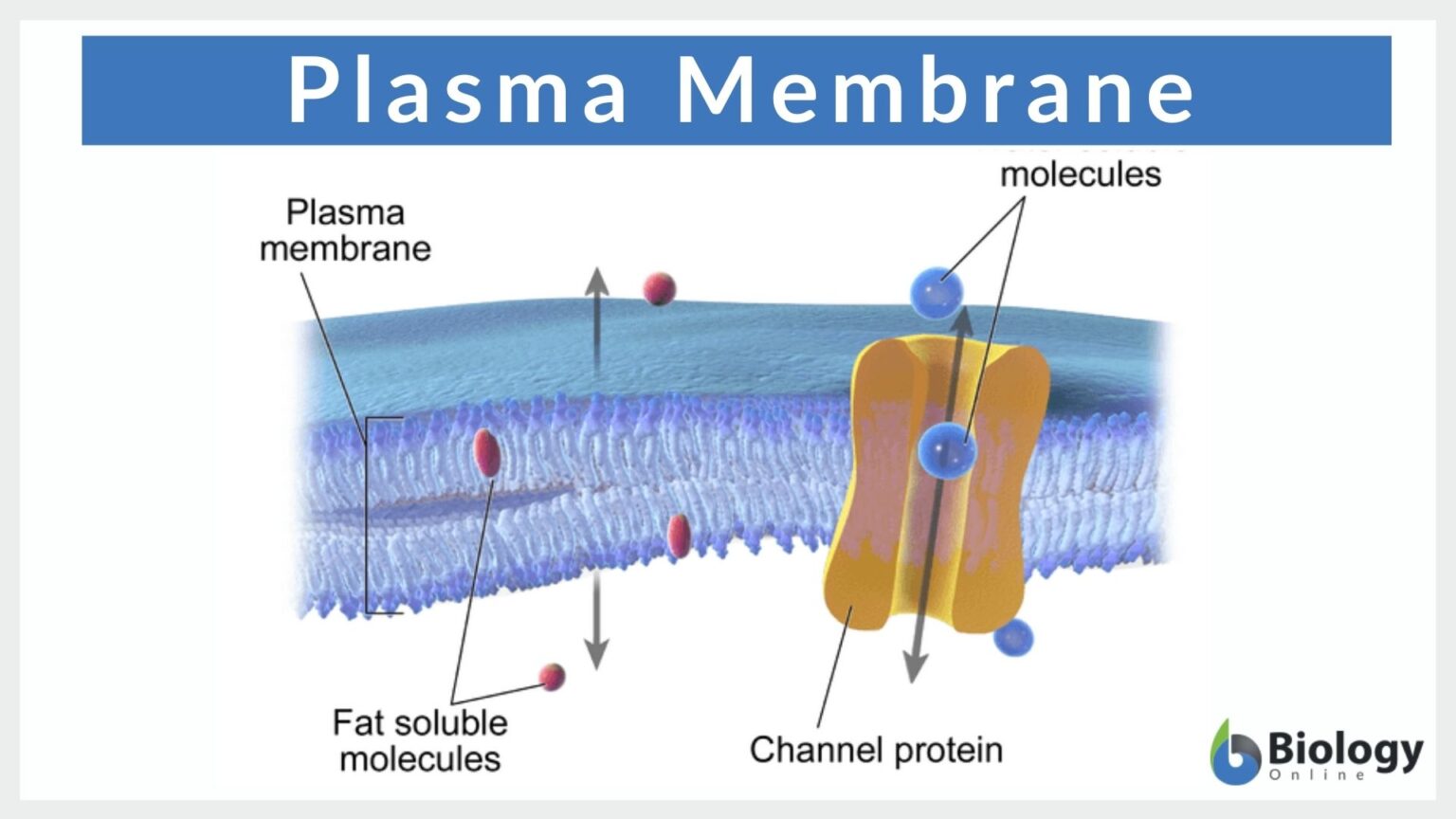 Plasma Membrane Definition And Examples Biology Online Dictionary 4542