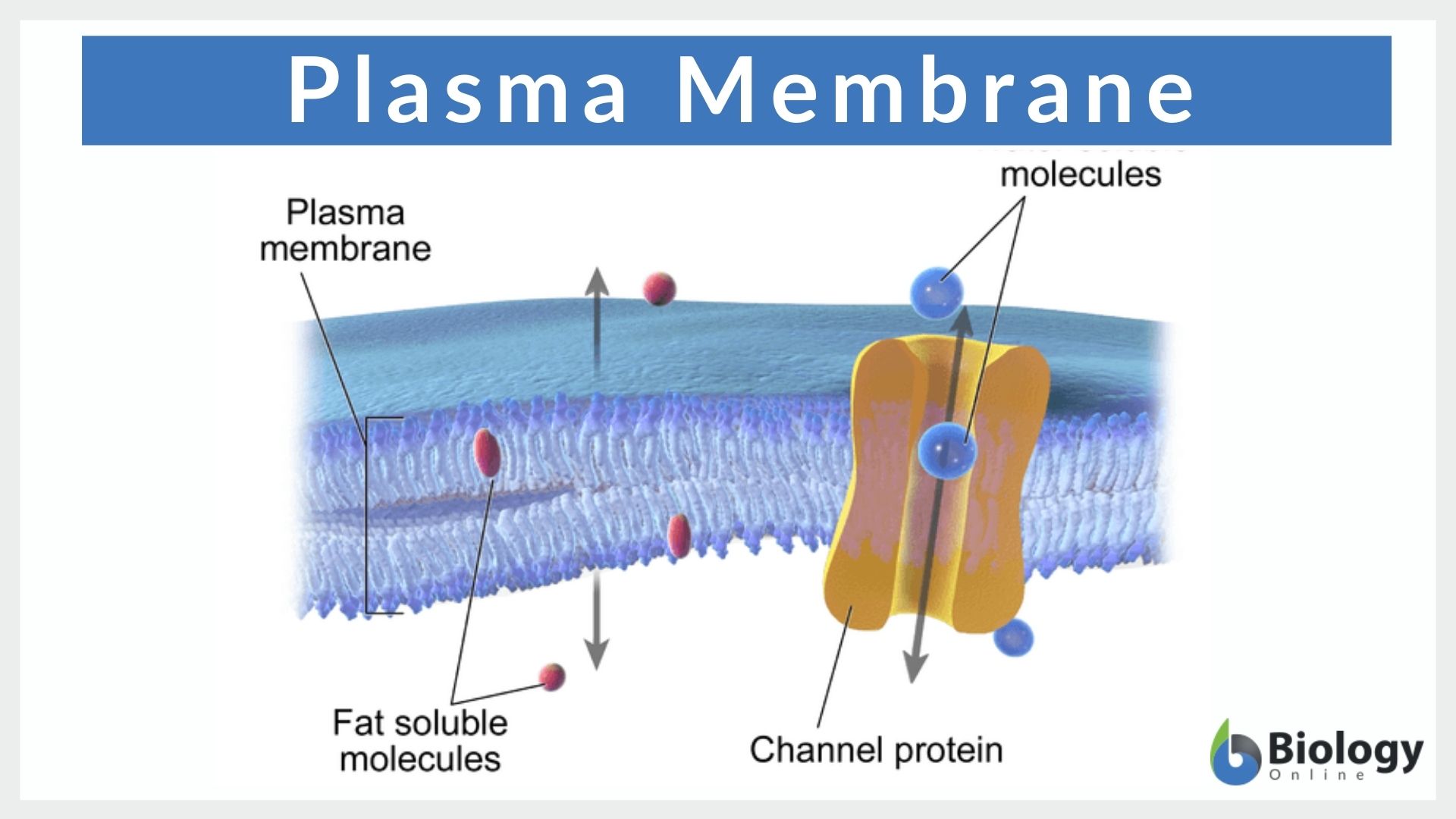 plasma membrane labeled