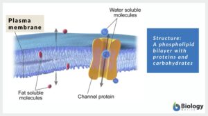 Plasma membrane - Definition and Examples - Biology Online Dictionary