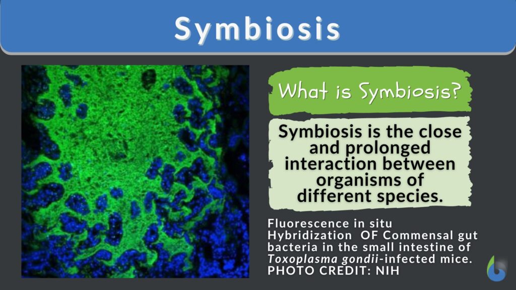 Symbiosis - Definition and Examples - Biology Online Dictionary