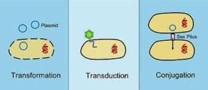 Bacteria - Definition And Examples - Biology Online Dictionary