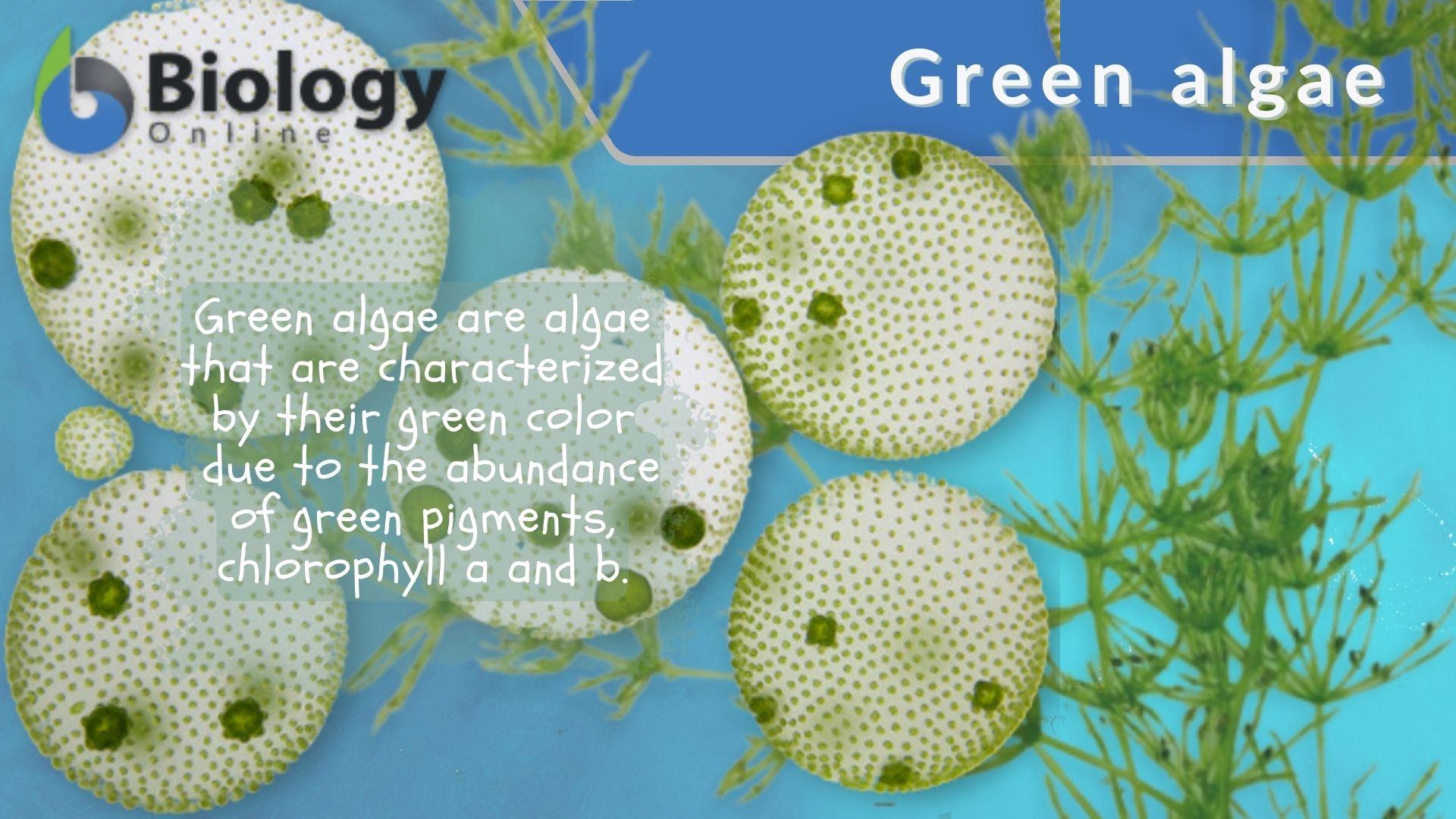 unicellular green algae diagram