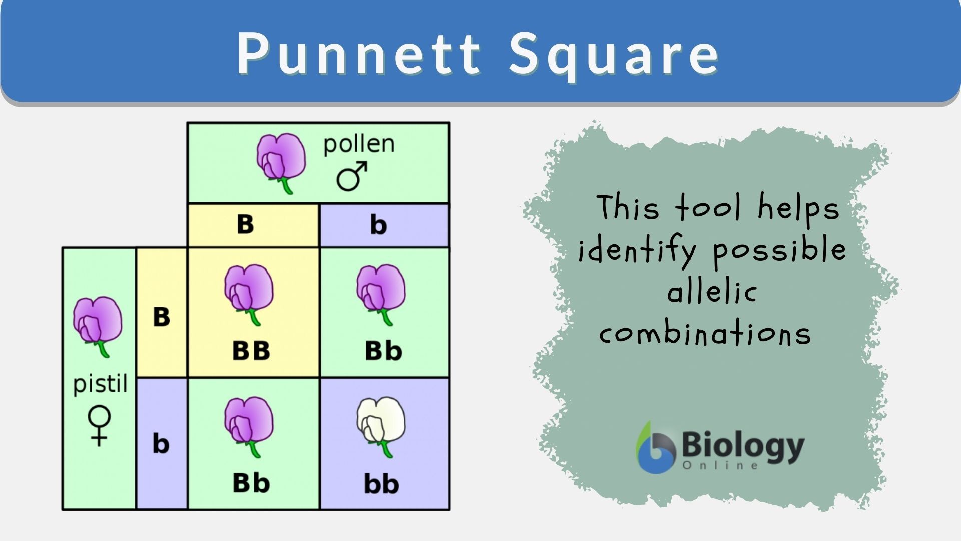 incomplete dominance punnett square