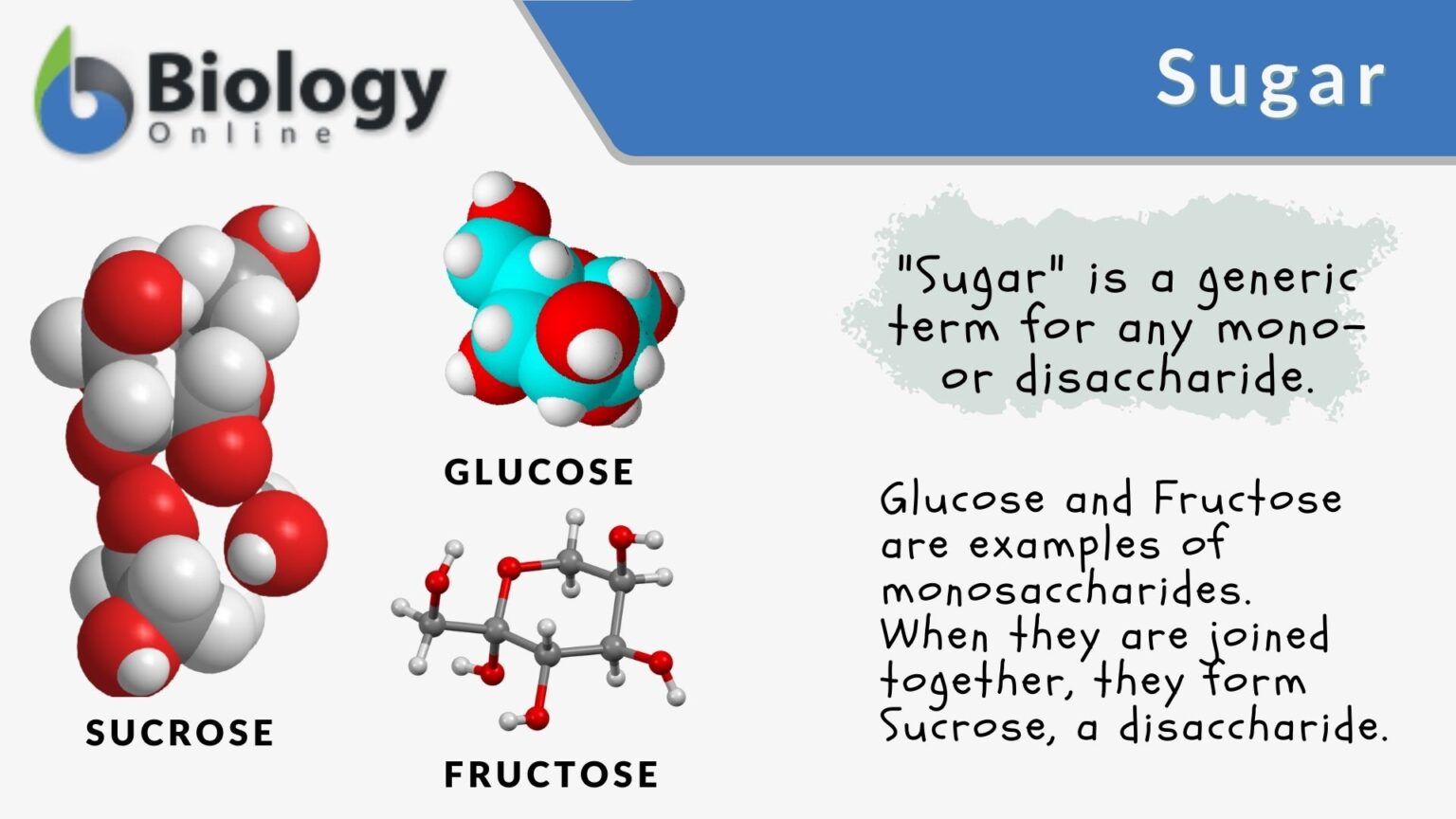 Sugar Definition and Examples Biology Online Dictionary