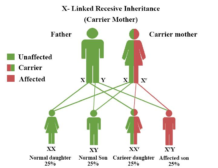 Sex-linked Trait - Definition And Examples - Biology Online Dictionary