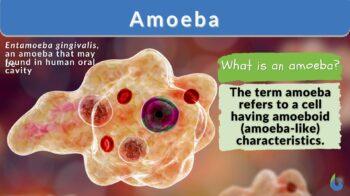 amoeba cell model