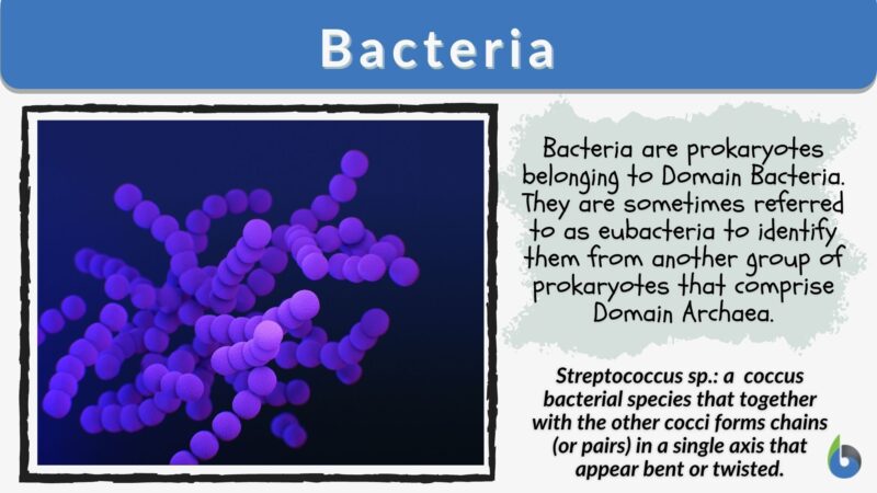 Bacteria - Definition And Examples - Biology Online Dictionary